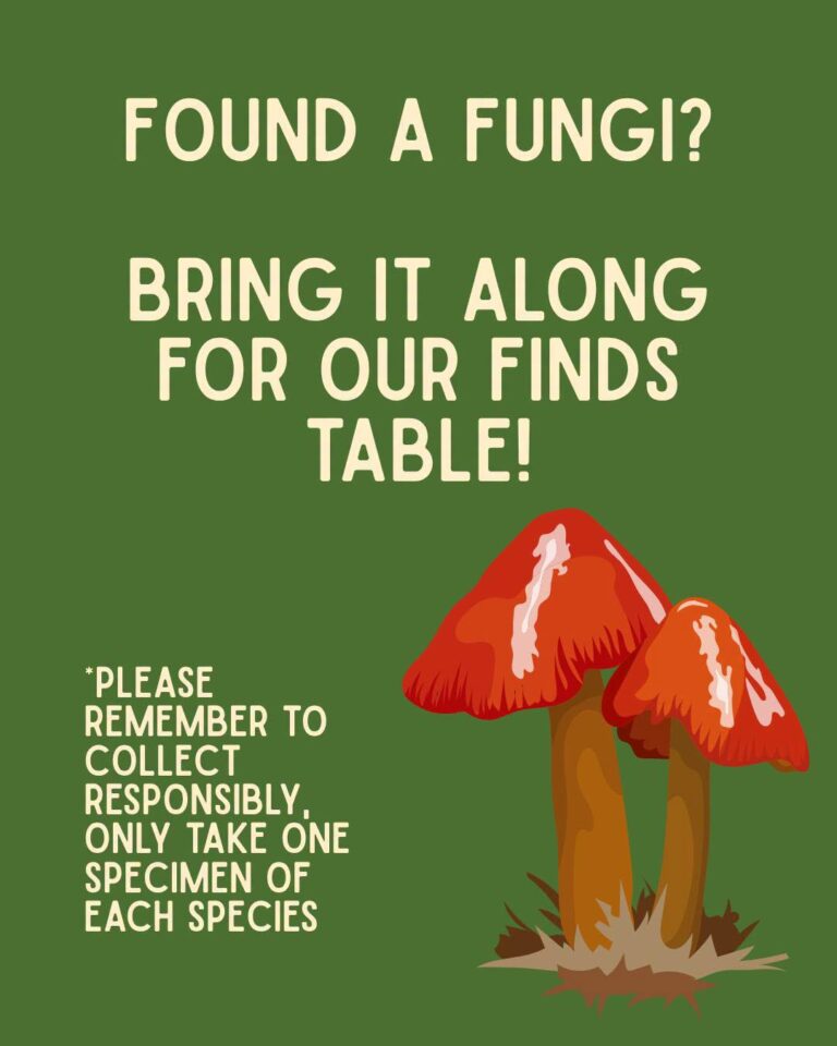 Fungus day at Lanhydrock