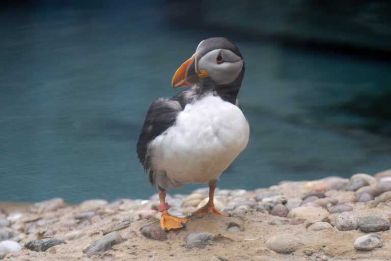 Cornish Seal Sanctuary Sig puffin 768x512