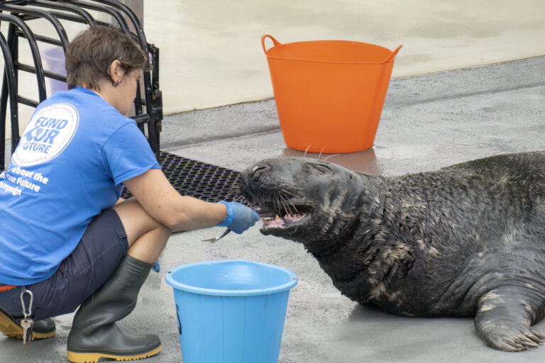 Cornish Seal Sanctuary Yulelogs 768x512