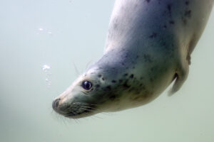 Cornish Seal Sanctuary seal pup 300x200