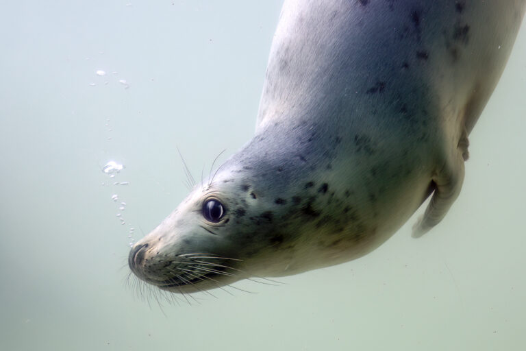 Cornish Seal Sanctuary seal pup 768x512