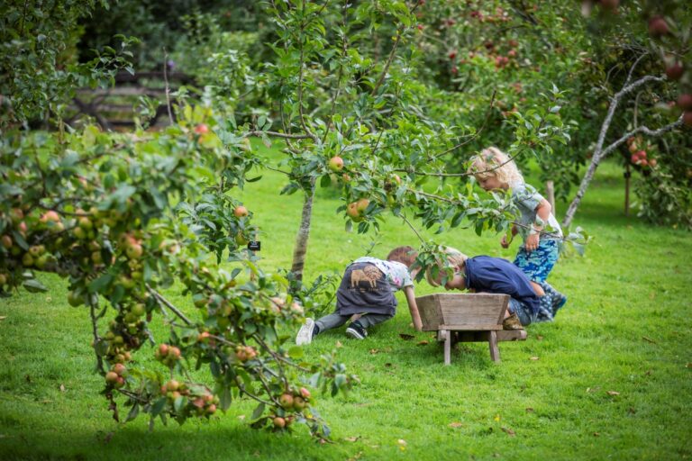 Trengwainton orchard James Dobson 768x512