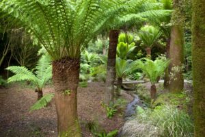 Trengwainton tree ferns Andrew Butler 300x200