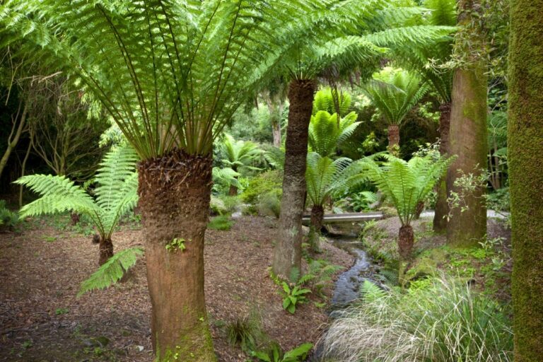 Trengwainton tree ferns Andrew Butler 768x512